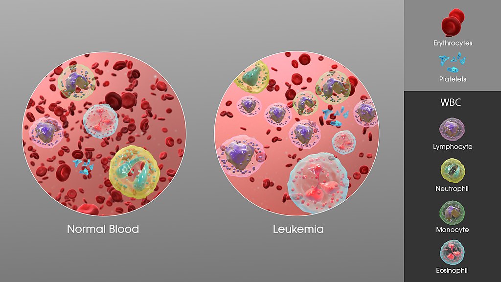 White Blood Cells