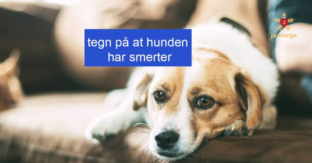 tegn på at hunden har smerter