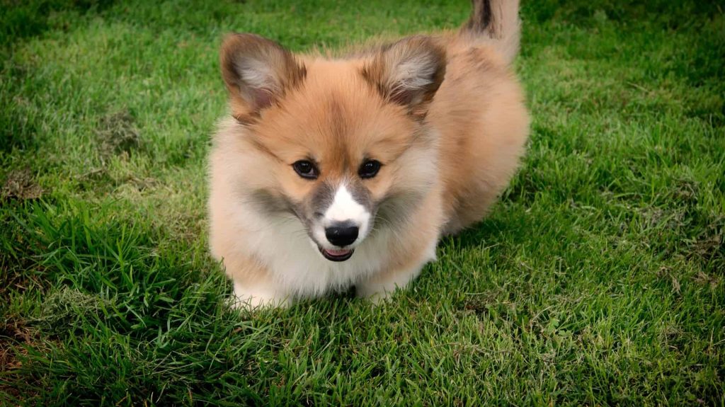 tegn på at hunden har smerter tegn på at hunden har smerter