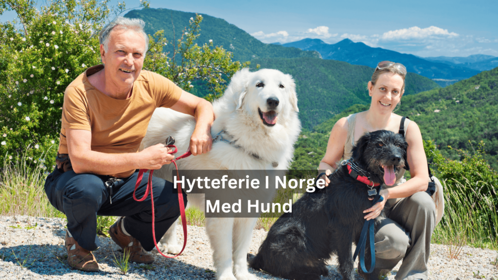 hytteferie i norge med hund hytteferie i norge med hund